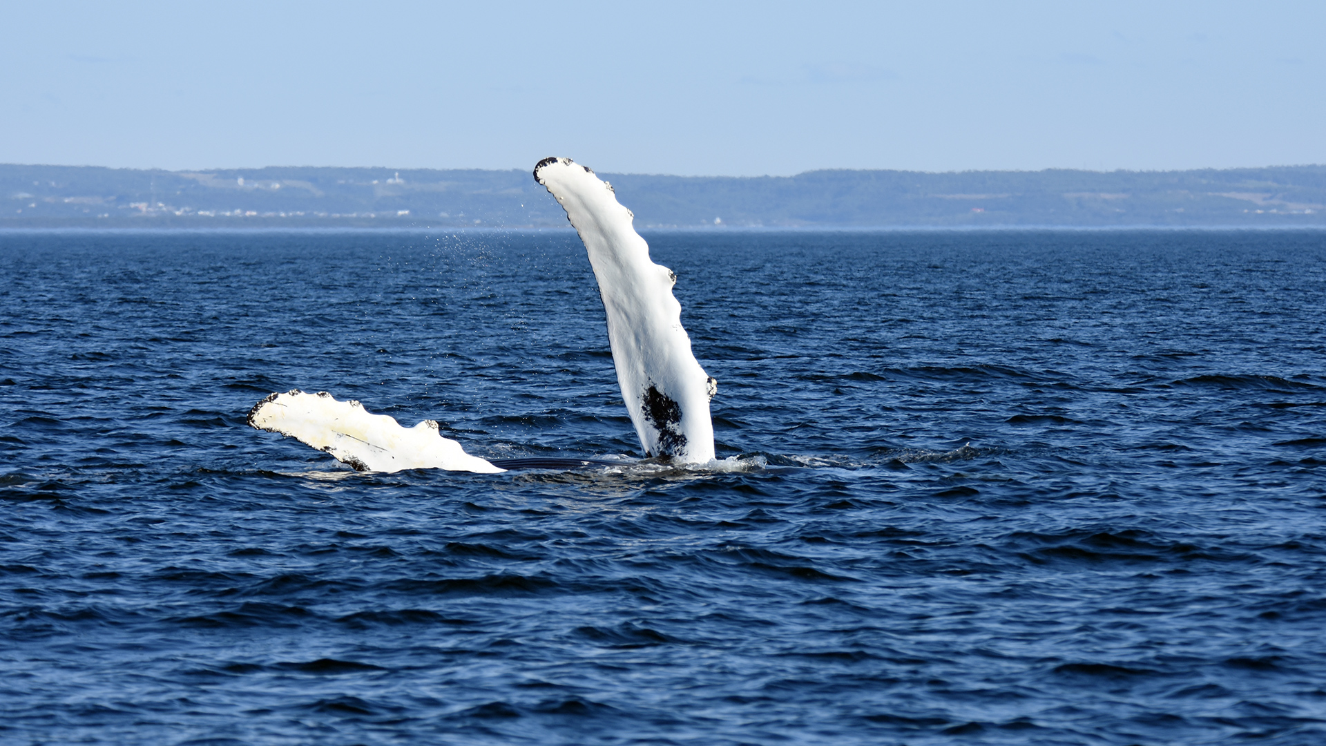 A humpback whale pokes its long pectoral fins out of the water.