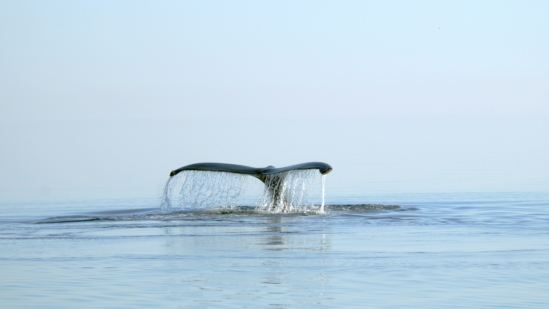 Dans une mer brumeuse, la queue d’un rorqual à bosse fait surface alors que l’animal part en plongée.