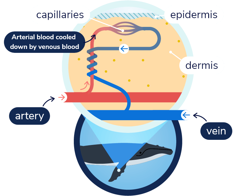 Diagram of the heat exchange system in a humpback whale’s fin. Blood in an artery travels to the capillaries near the skin surface and then returns through a vein that surrounds the artery. Arterial blood warms venous blood, whereas venous blood cools arterial blood.