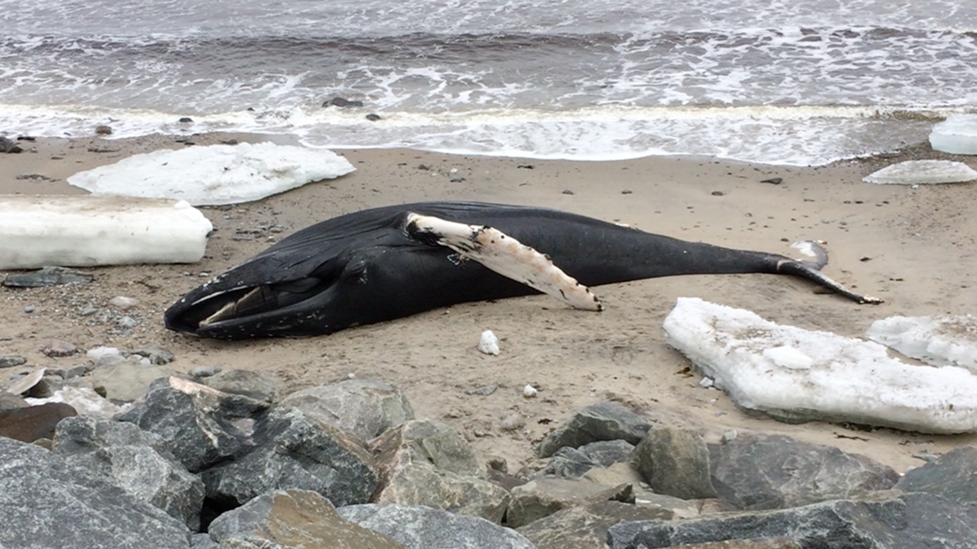 A humpback whale carcass is stranded on a thin strip of beach amidst a few chunks of ice.