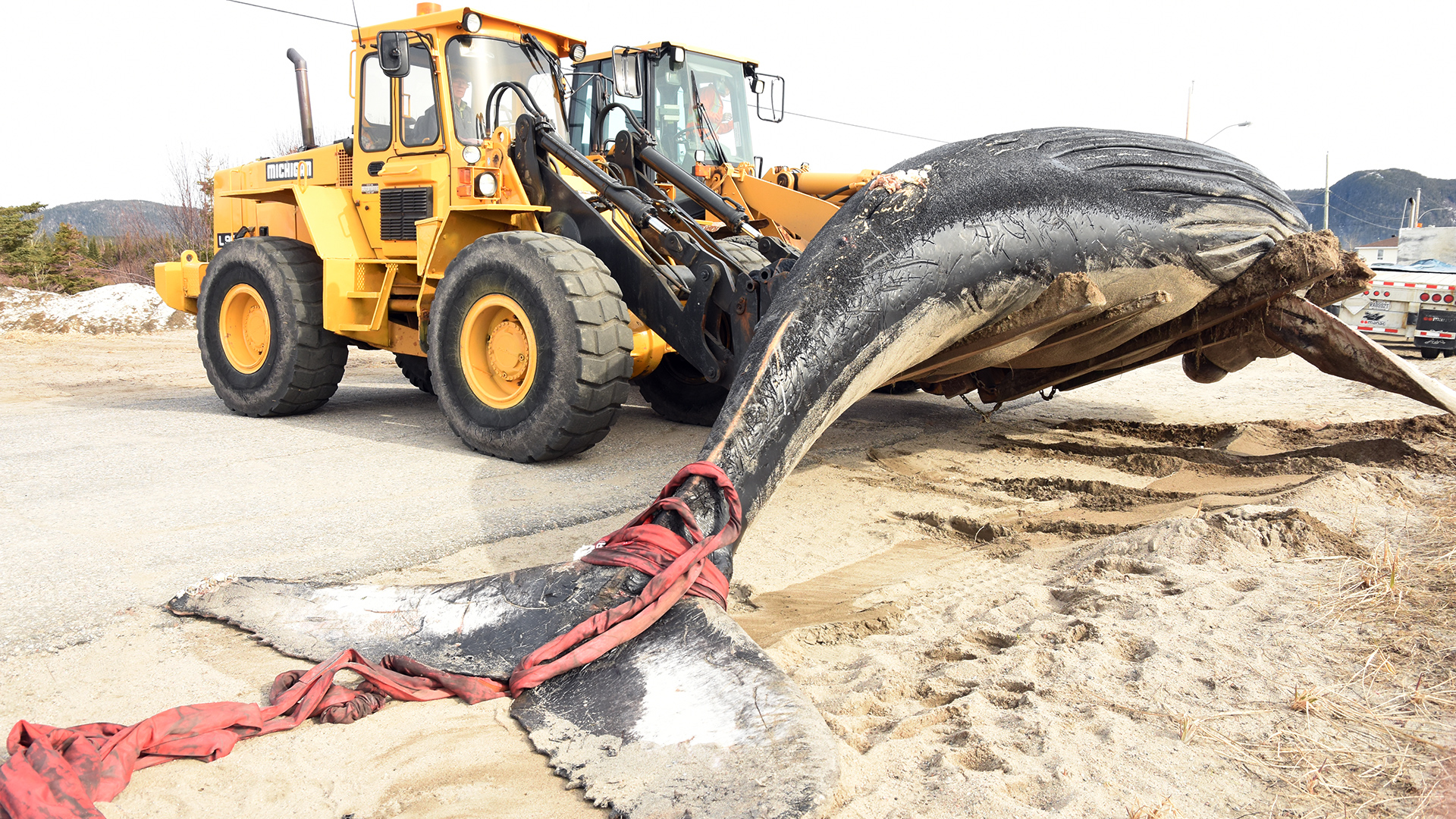 A humpback whale carcass is lifted by a front-end loader.