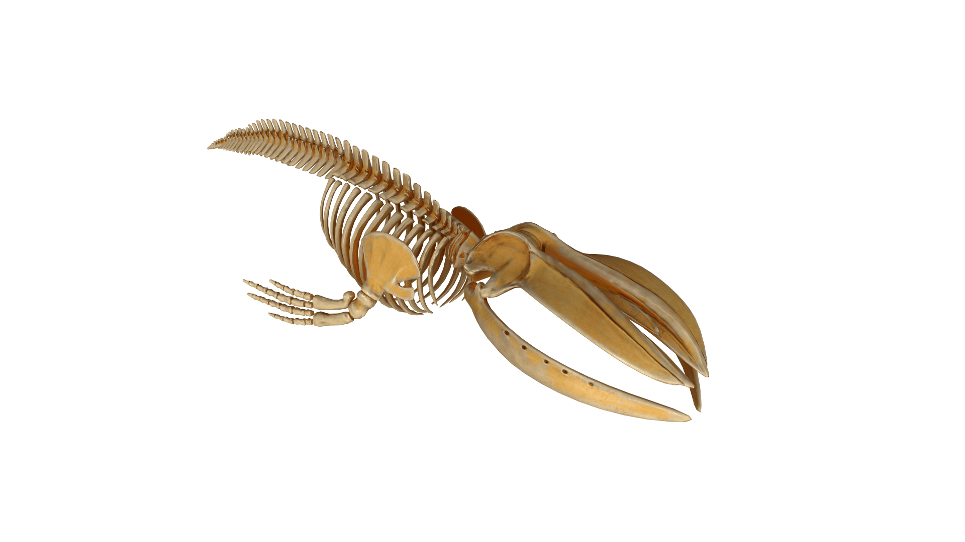 Photo of a humpback whale skeleton