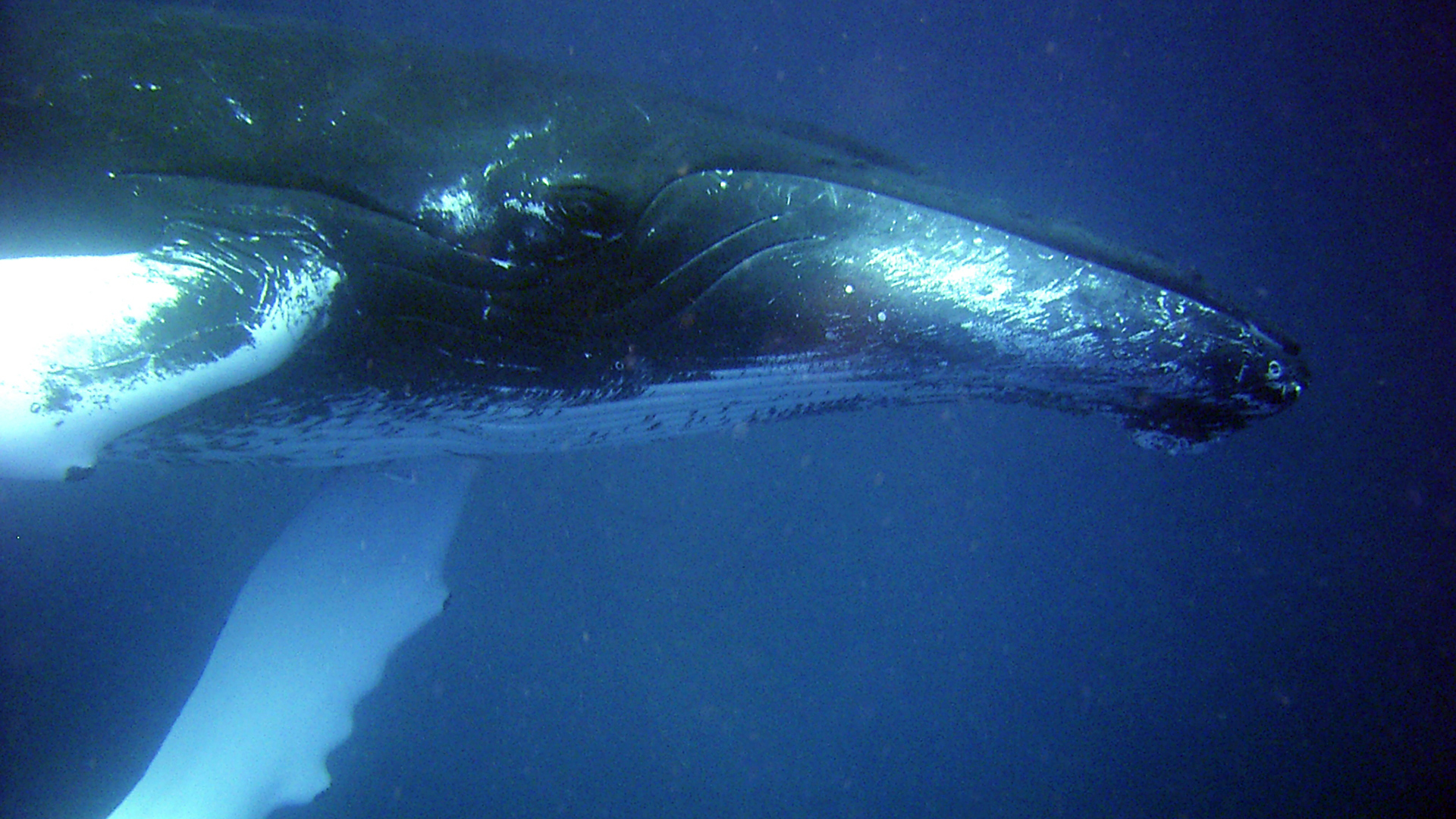 Underwater view of a humpback whale from its head to its pectoral fins.