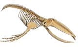 See the skeleton in 3D