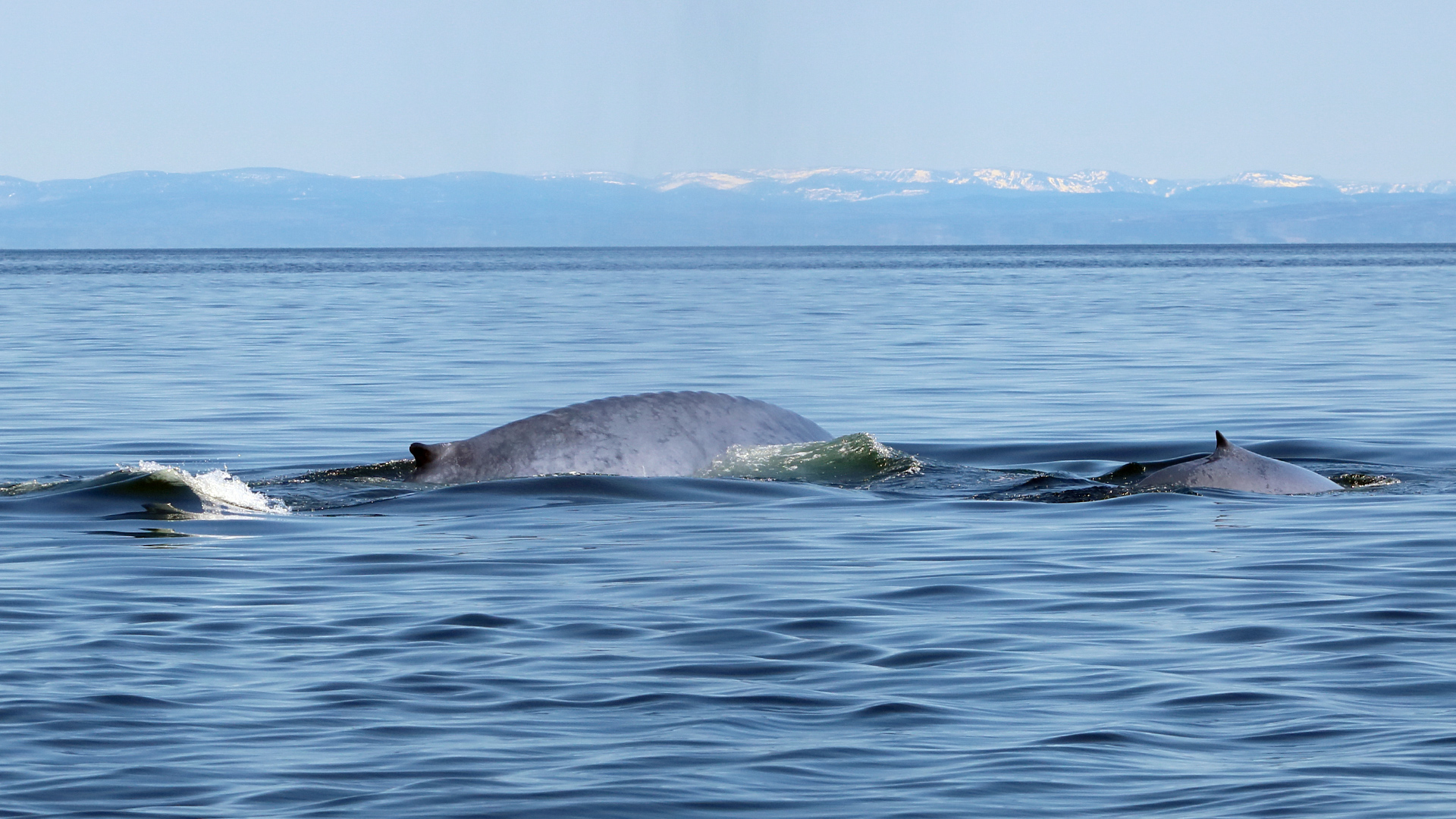 The backs of two blue whales can be seen on the water surface: a larger one on the left and a smaller one on the right.
