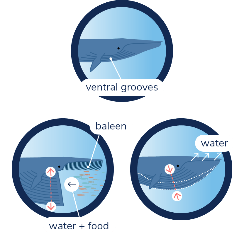 Diagram of a blue whale taking a bite. 1: The whale’s mouth is closed and its shape is hydrodynamic. 2: The whale opens its mouth, its ventral grooves expand, and the mouth balloons with water and food. Baleen can be seen on the upper jaw. 3: The whale closes its still bulging mouth. The ventral grooves contract and water is expelled through the baleen and between the lips.