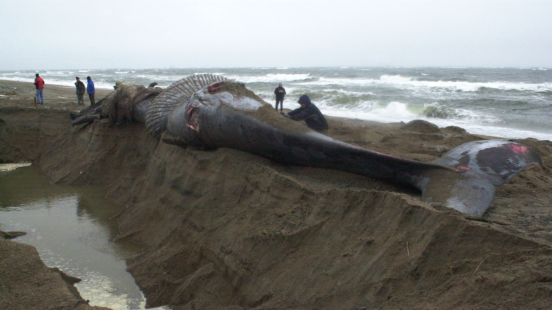 The whale lies at the edge of a huge pit that has been excavated in the sand.