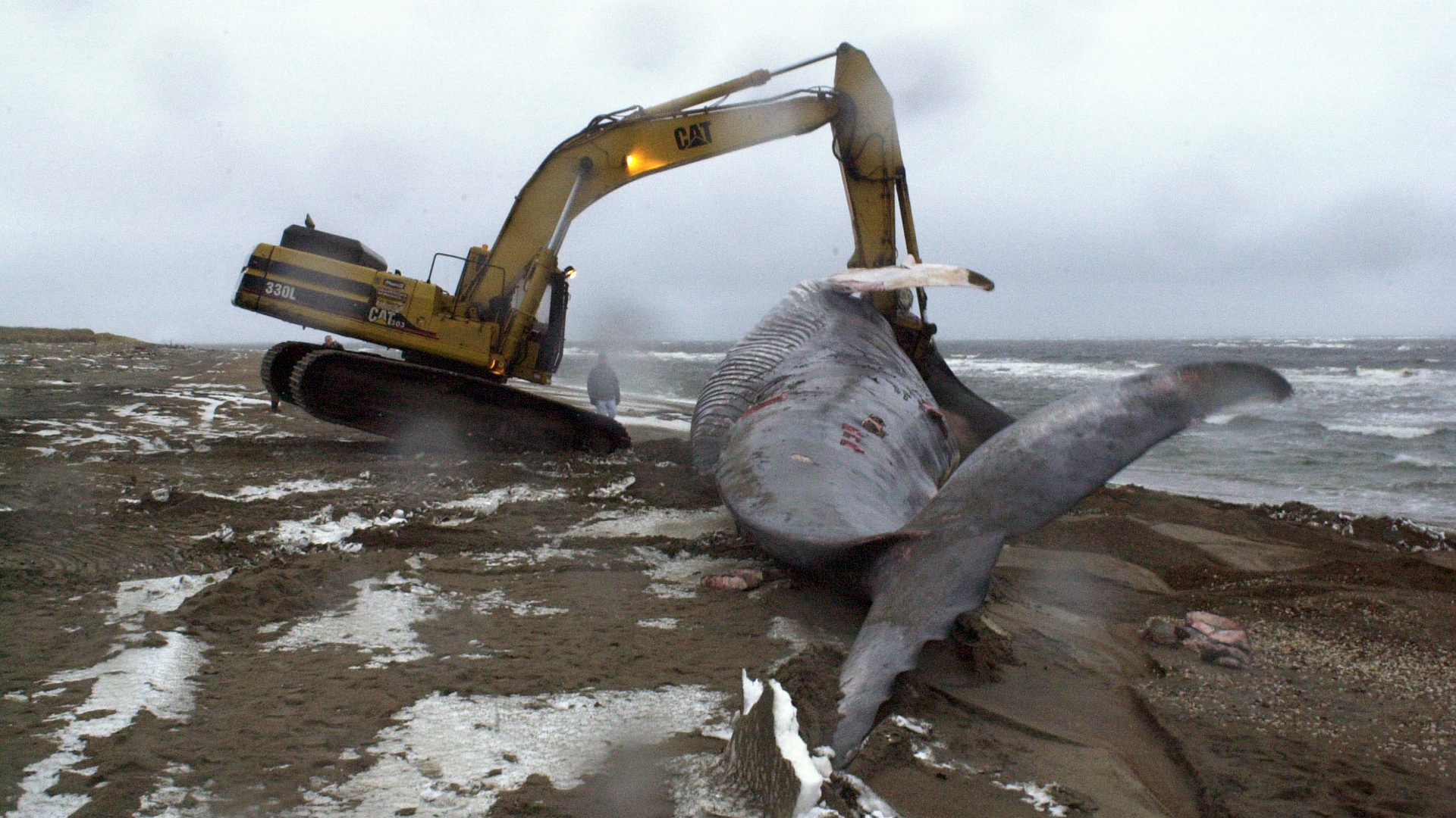 Une grue tente de retourner la baleine. Le derrière de la grue se soulève à cause du poids de l’animal.