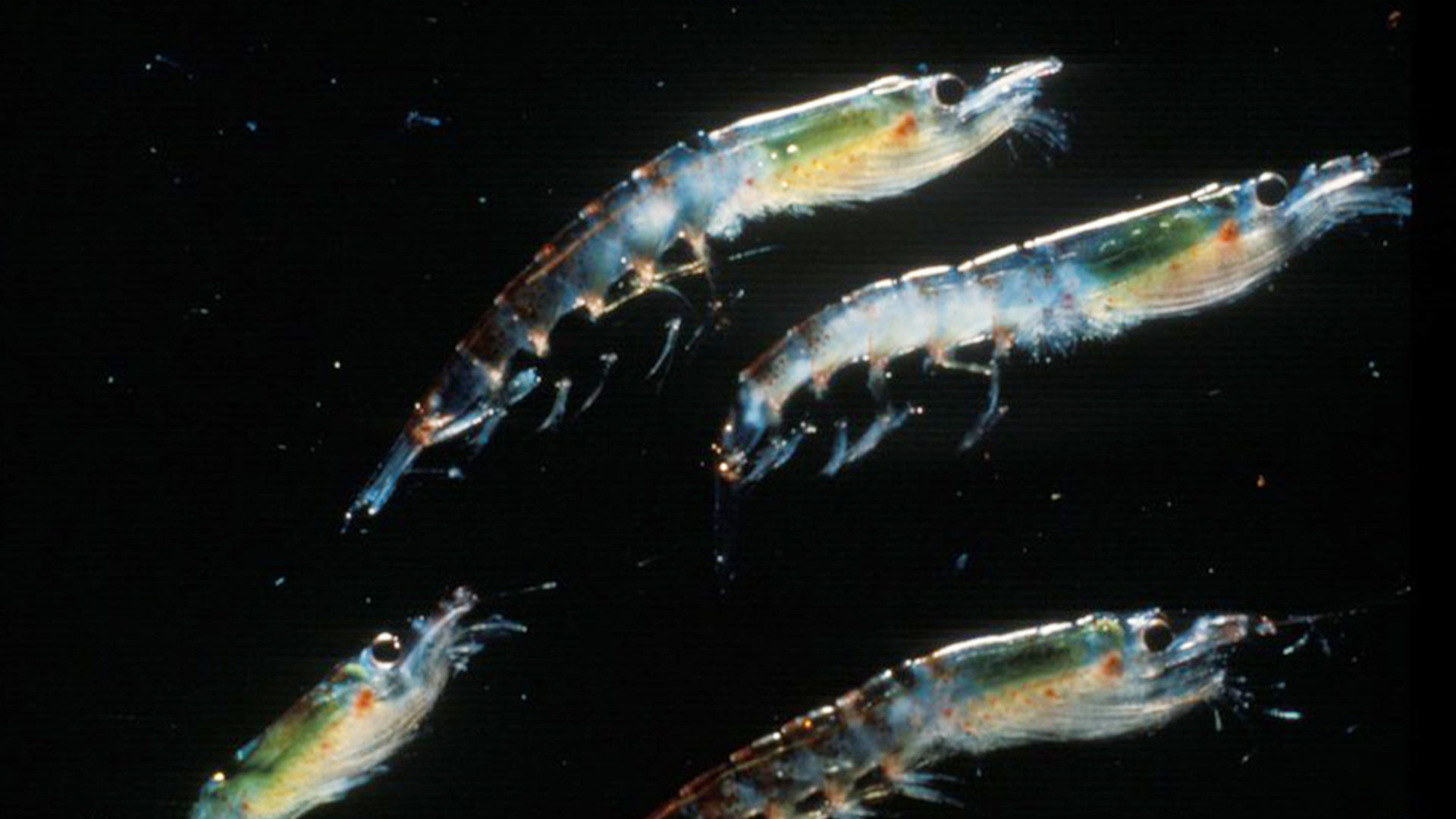 Plan rapproché sur quatre krills dans leur milieu naturel.