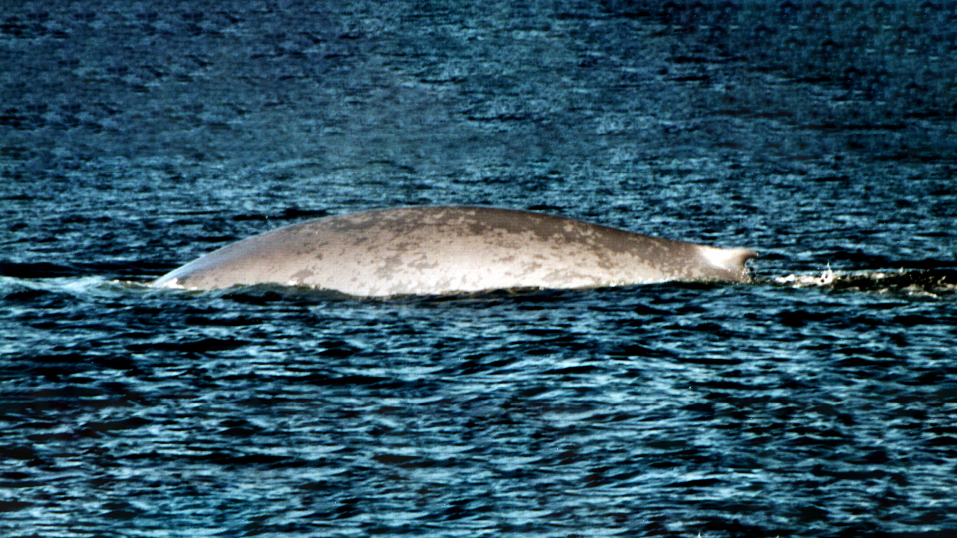 Blue whale showing its back, dorsal fin and left flank
