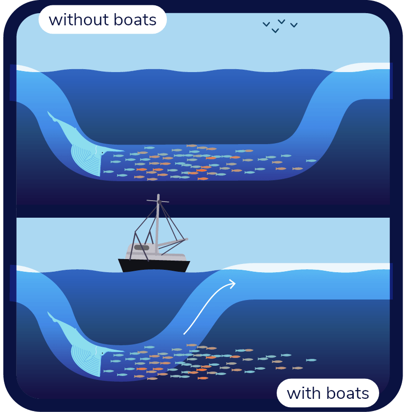 Diagram showing a whale’s dive profile in a scenario with boats and a scenario without boats.