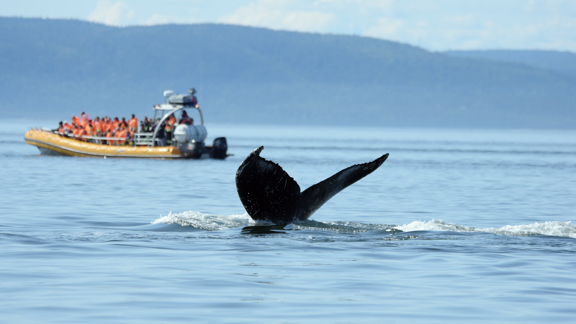 In the foreground is the tail of a diving humpback. In the background, a whale-watching boat slowly moves away.