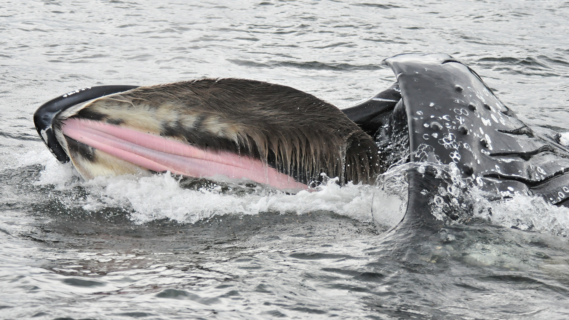A humpback whale lunges across the water surface with its mouth agape. Its palate appears hairy with the exception of a strip of pink skin running down the middle.