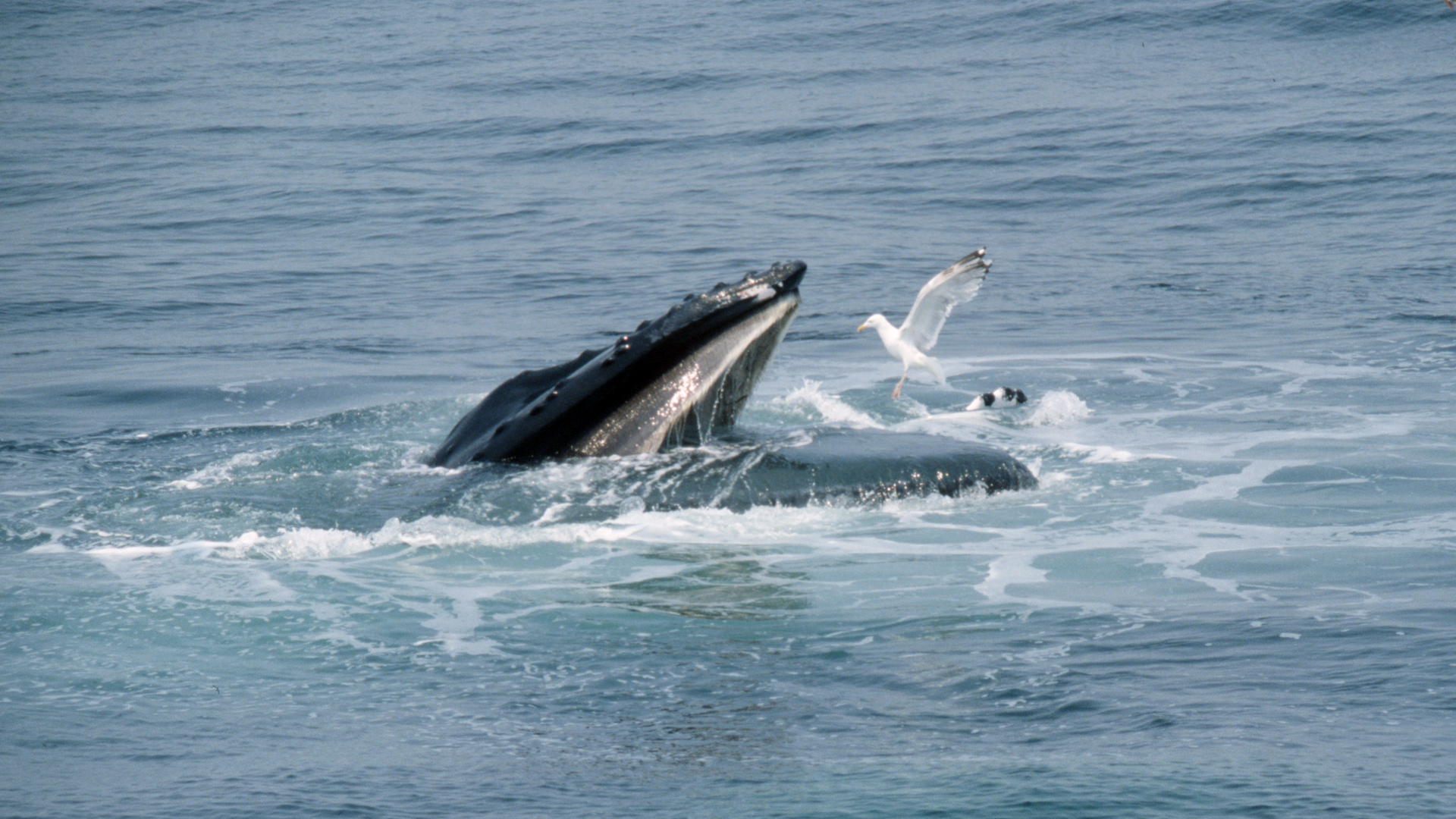 Un rorqual à bosse fait surface la bouche ouverte. Un goéland se trouve juste au-dessus de la bouche ouverte.