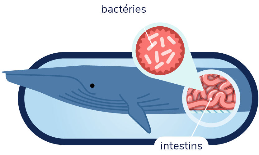 Schéma d’un rorqual bleu avec son système digestif. Un gros plan sur son intestin montre des bactéries de sa flore intestinale.