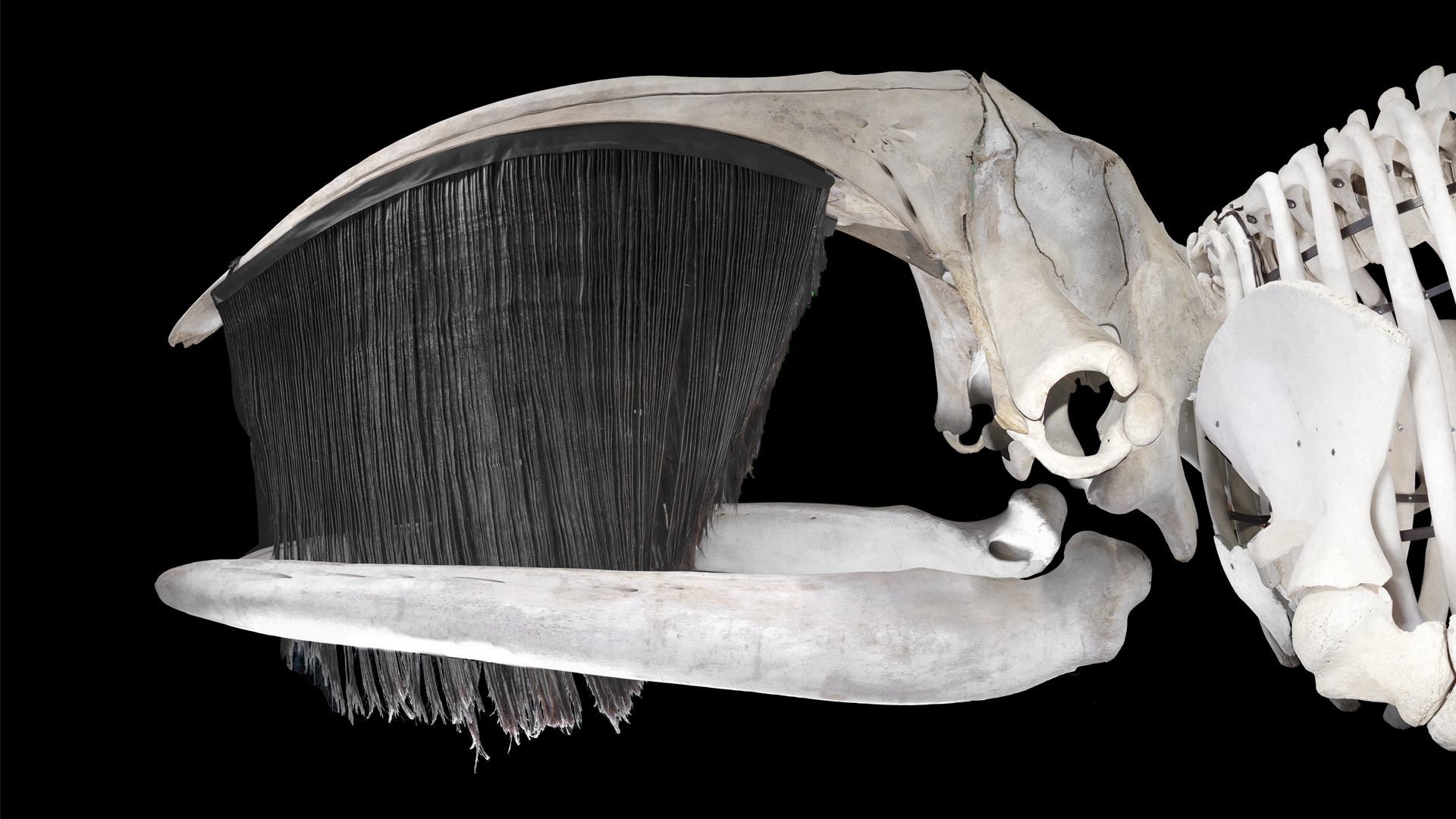 Whale skeleton with long black baleen descending from the upper jaw.