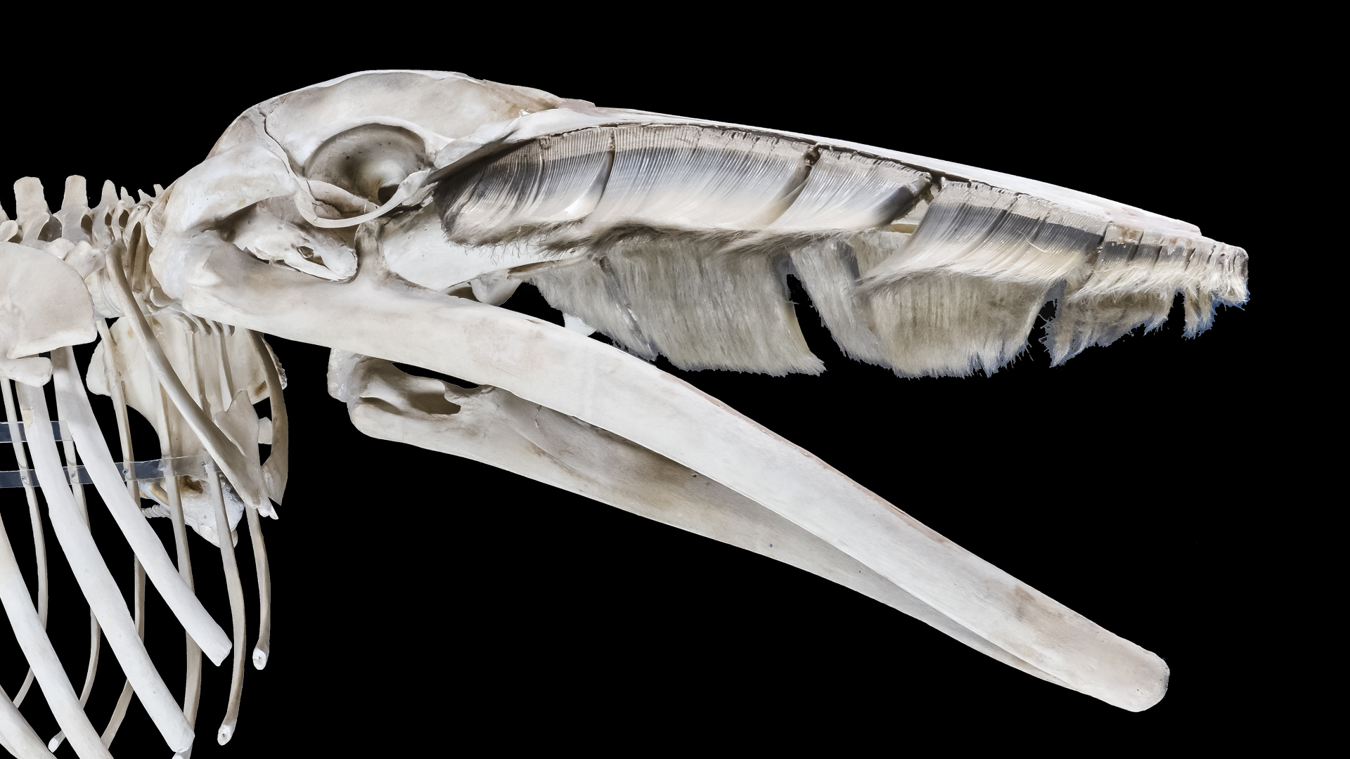 Squelette de baleine avec des fanons courts et blancs sur la mâchoire supérieure.