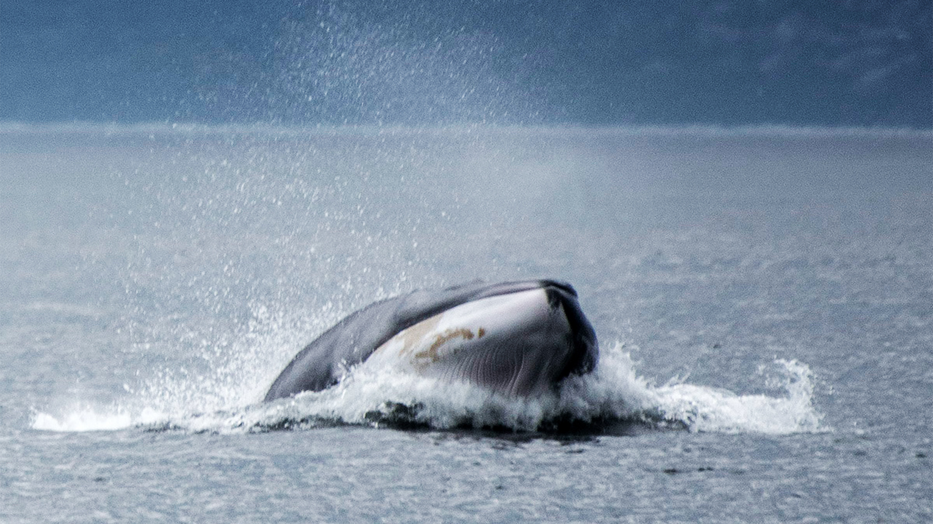 A fin whale lunges across the water surface. The lighter-coloured right side of its jaw is clearly visible. We also see the left side, which is darker.