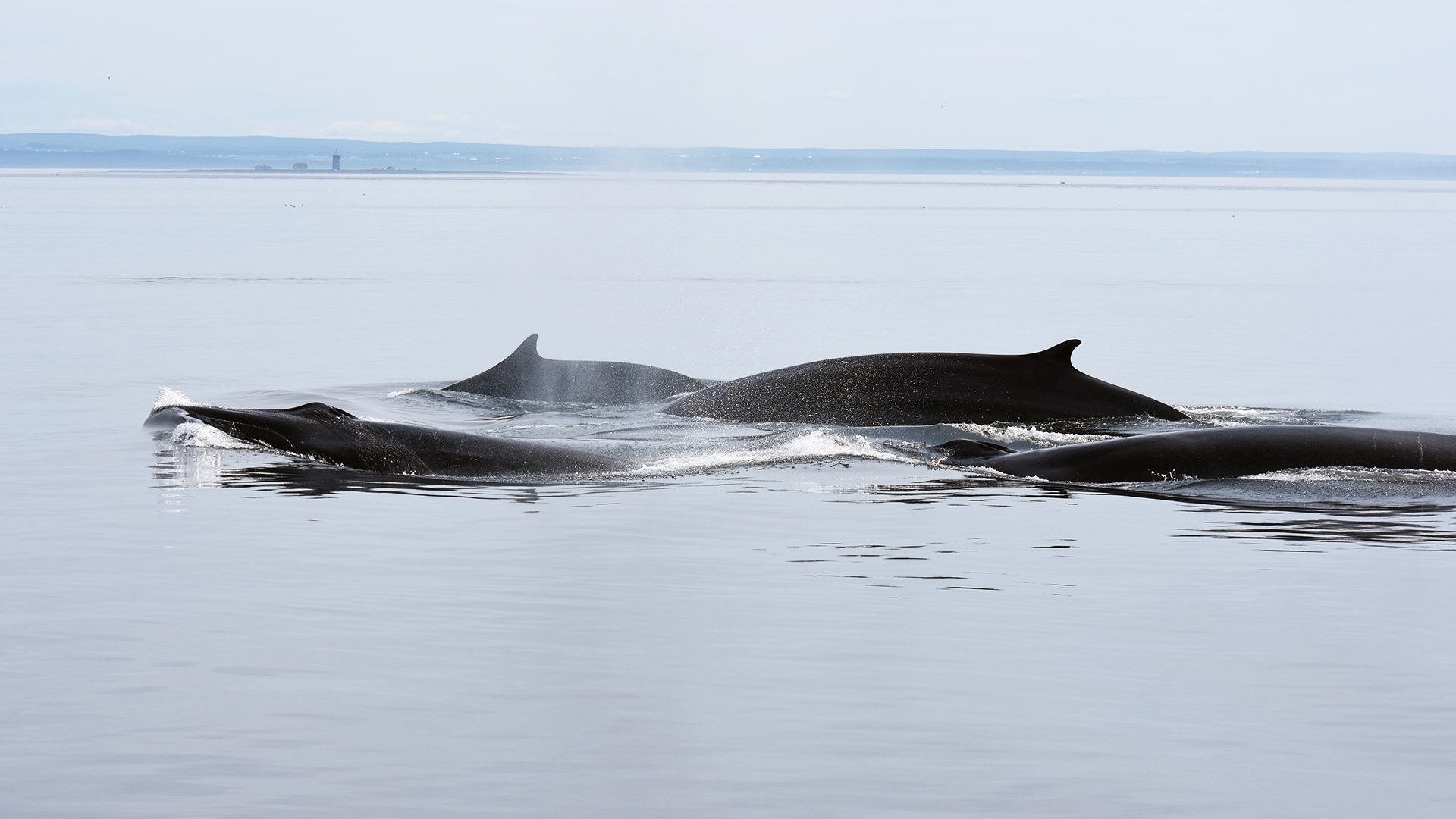 A group of four fin whales rise to the surface.