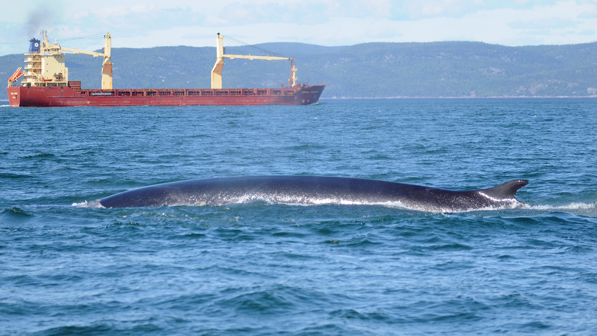 In the foreground, one can see the back of a surfacing fin whale. In the background, an ocean liner travels in the opposite direction.