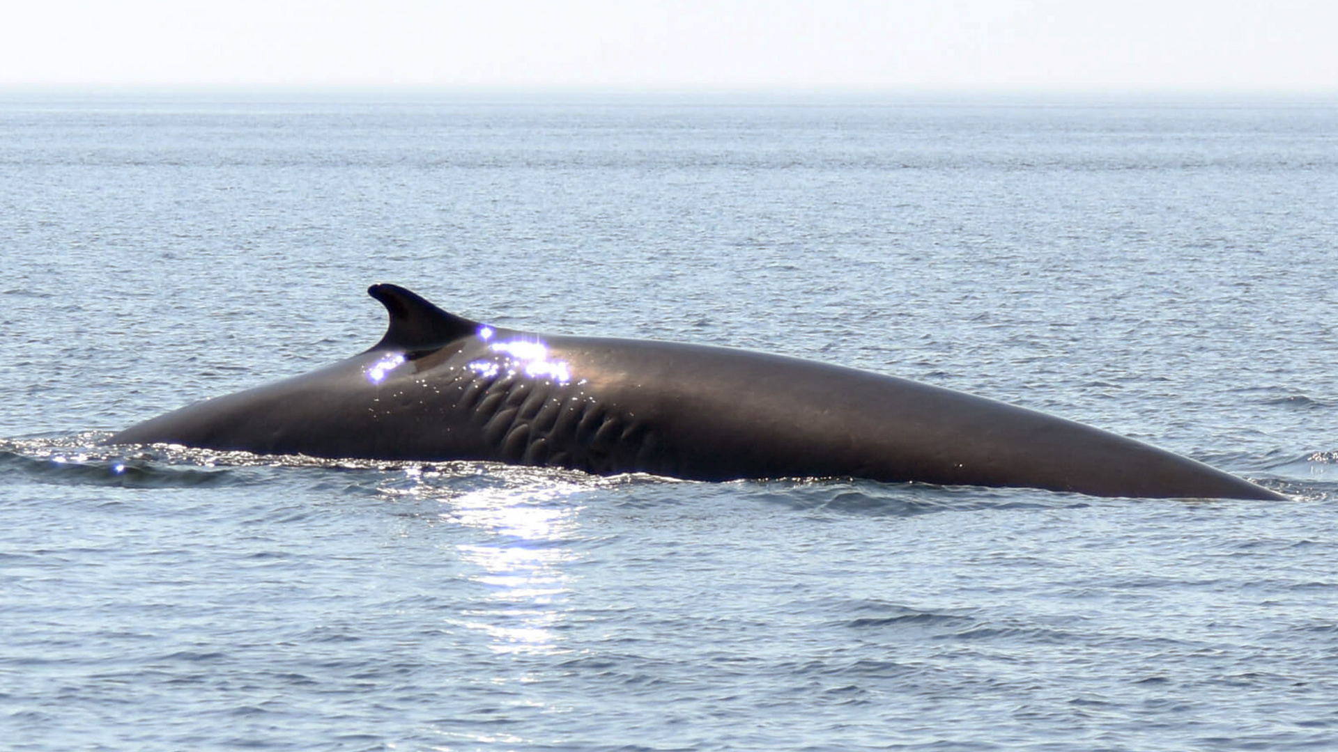 Fin whale back viewed from the right. Below and slightly in front of the dorsal fin, one can see a large scar that resembles a zipper.