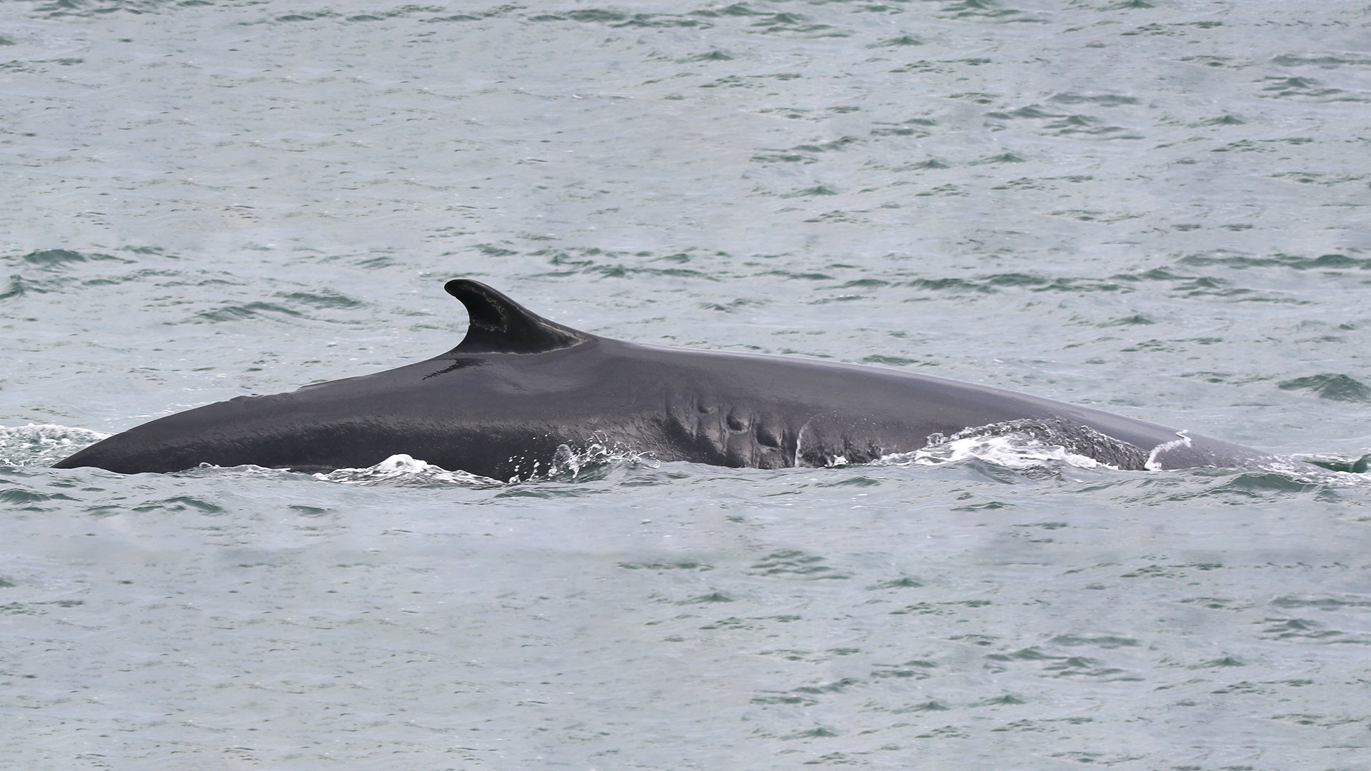 Dos d’un rorqual commun avec sa nageoire dorsale. On voit une cicatrice en forme de fermeture éclair sur le flanc droit de la baleine. 