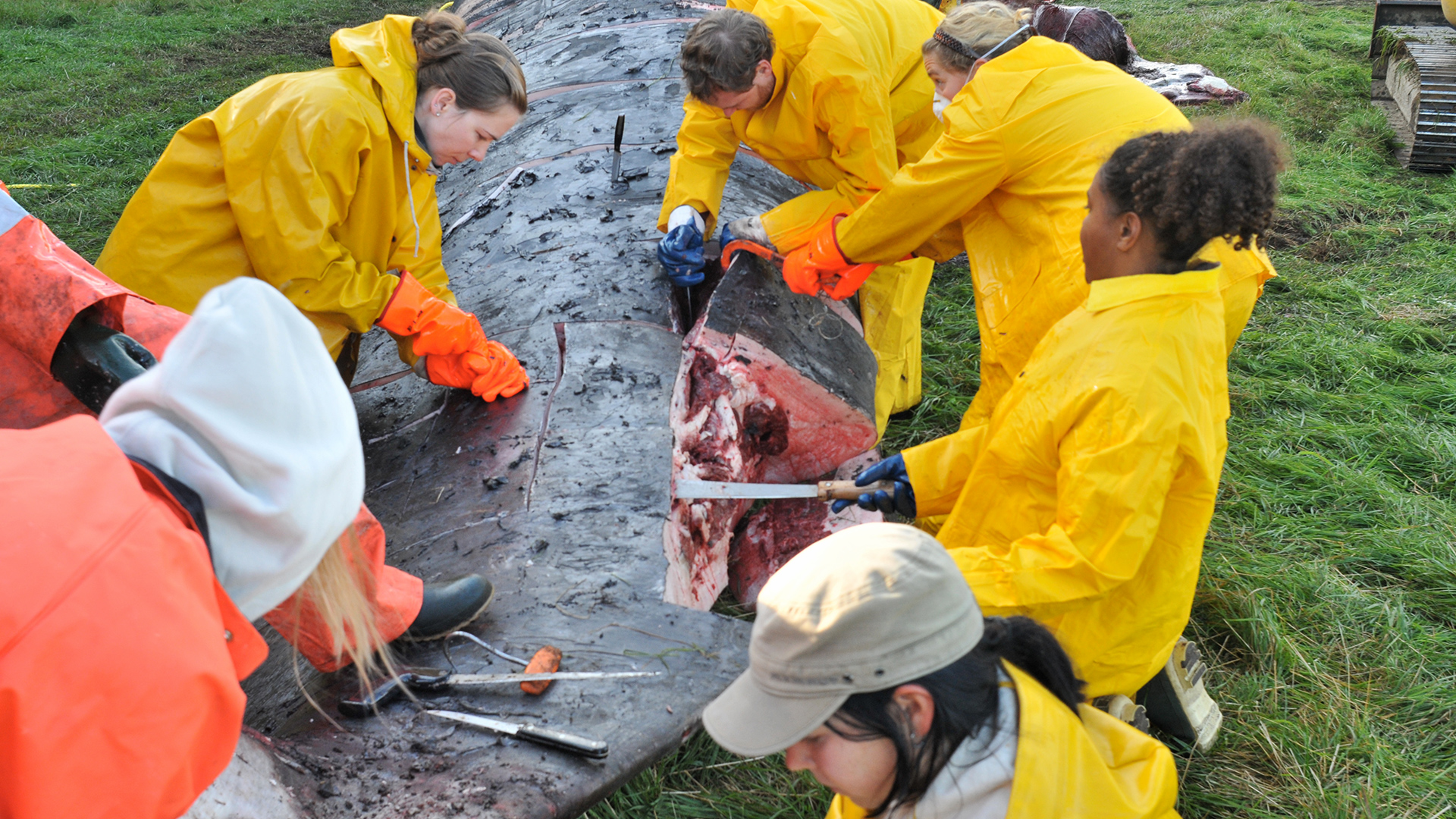 Plusieurs personnes s’affairent autour de la carcasse du rorqual commun afin de découper les immenses morceaux de chair et les retirer.