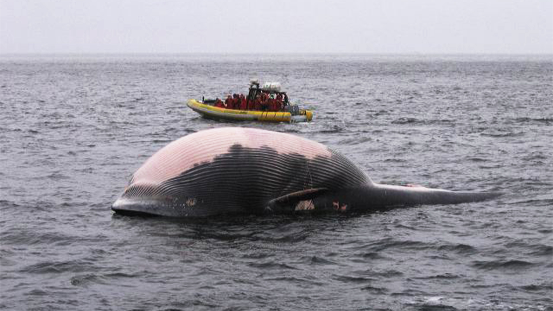 A fin whale carcass floats on its back, its belly swollen.