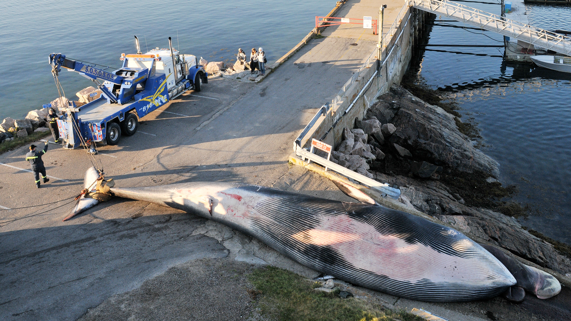 A fin whale carcass is lifted out of the water at the docks in Les Bergeronnes. The animal’s tail is attached to a crane.
