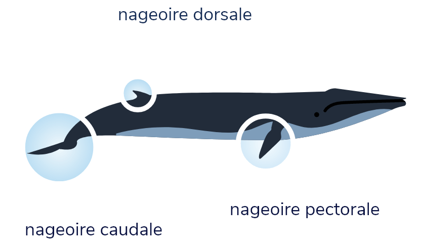 Schéma de profil d’un rorqual commun où les différentes nageoires sont encerclées. On y voit la nageoire caudale à l’arrière, la nageoire dorsale sur le dos et l’une des nageoires pectorales à l’avant, derrière la tête.