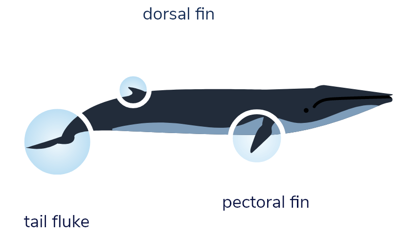 Diagram of a fin whale in which its various fins are circled. Shown in the diagram are the caudal fin in the rear, the dorsal fin on the back, and one of the pectoral fins behind the head.