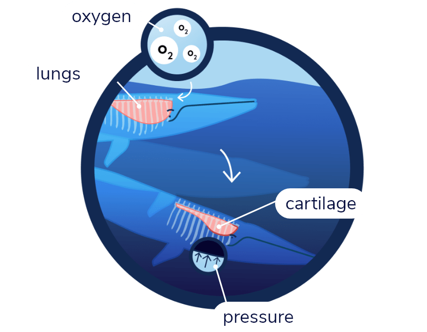 Diagram of a fin whale breathing at the surface. Inside its rib cage, its lungs swell. Part 2 of the diagram shows the fin whale descending to deeper waters. Water pressure compresses the lower part of its lungs, while cartilage maintains the shape of the upper part.