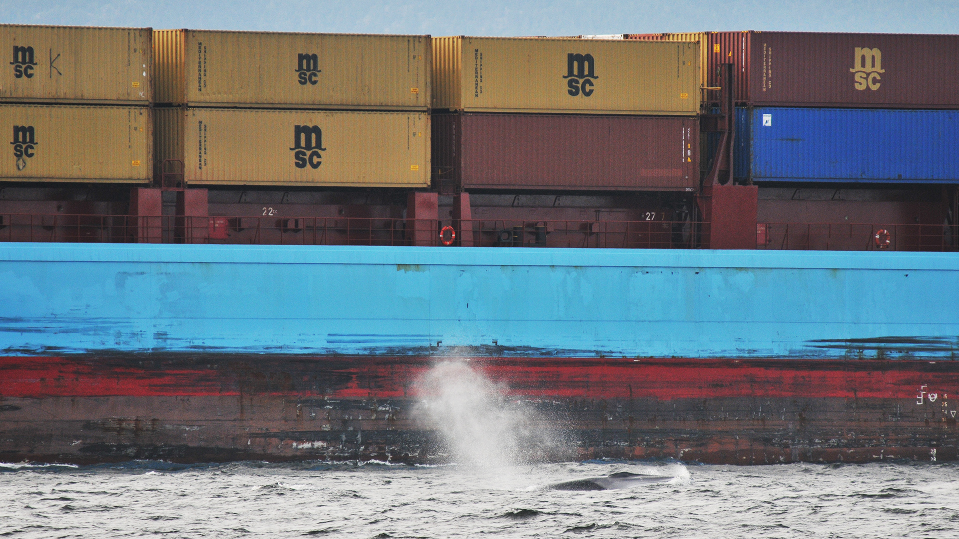 Close-up of a container ship. Ahead and to the side of the boat, we see a fin whale surfacing to breathe. The visible portion of the fin whale is smaller than a single container.
