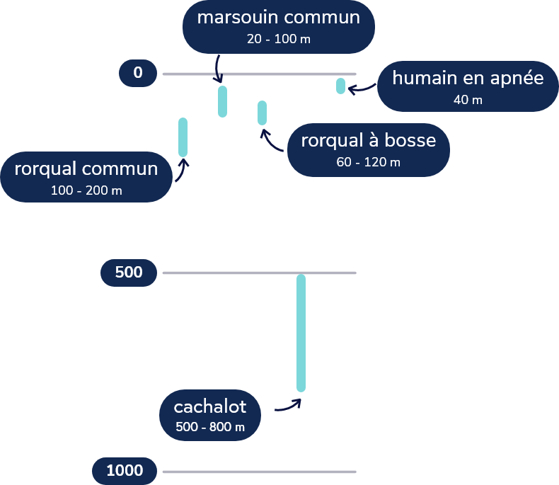 Rorqual commun: 100-200 m 
Marsouin commun: 20-100 m
Rorqual à bosse: 60-120 m
Cachalot: 500-800 m, jusqu’à 2000 m
Humain en apnée : 40 m