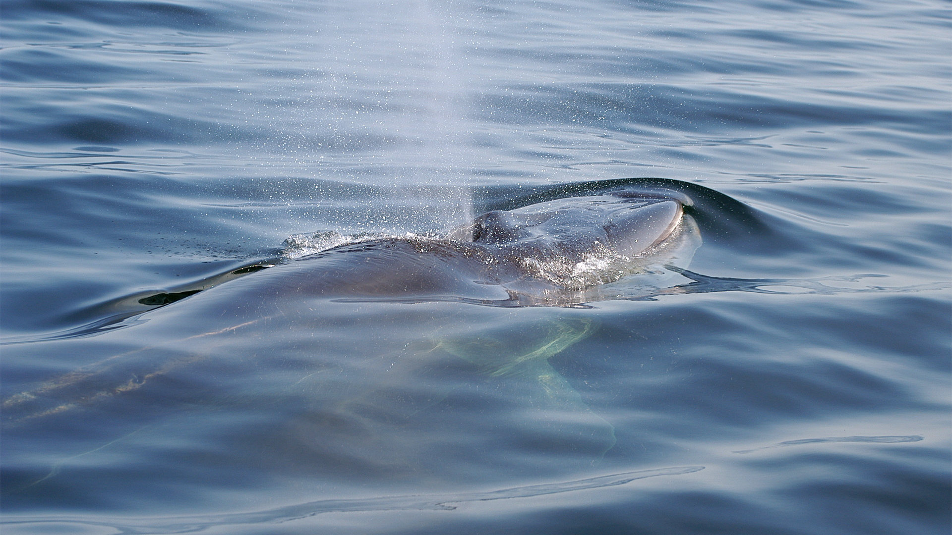 The top of the head and the front of the back of a fin whale pierce the water surface as the animal prepares to take a breath. Its exhalation is visible and part of its body can be seen through the clear water.