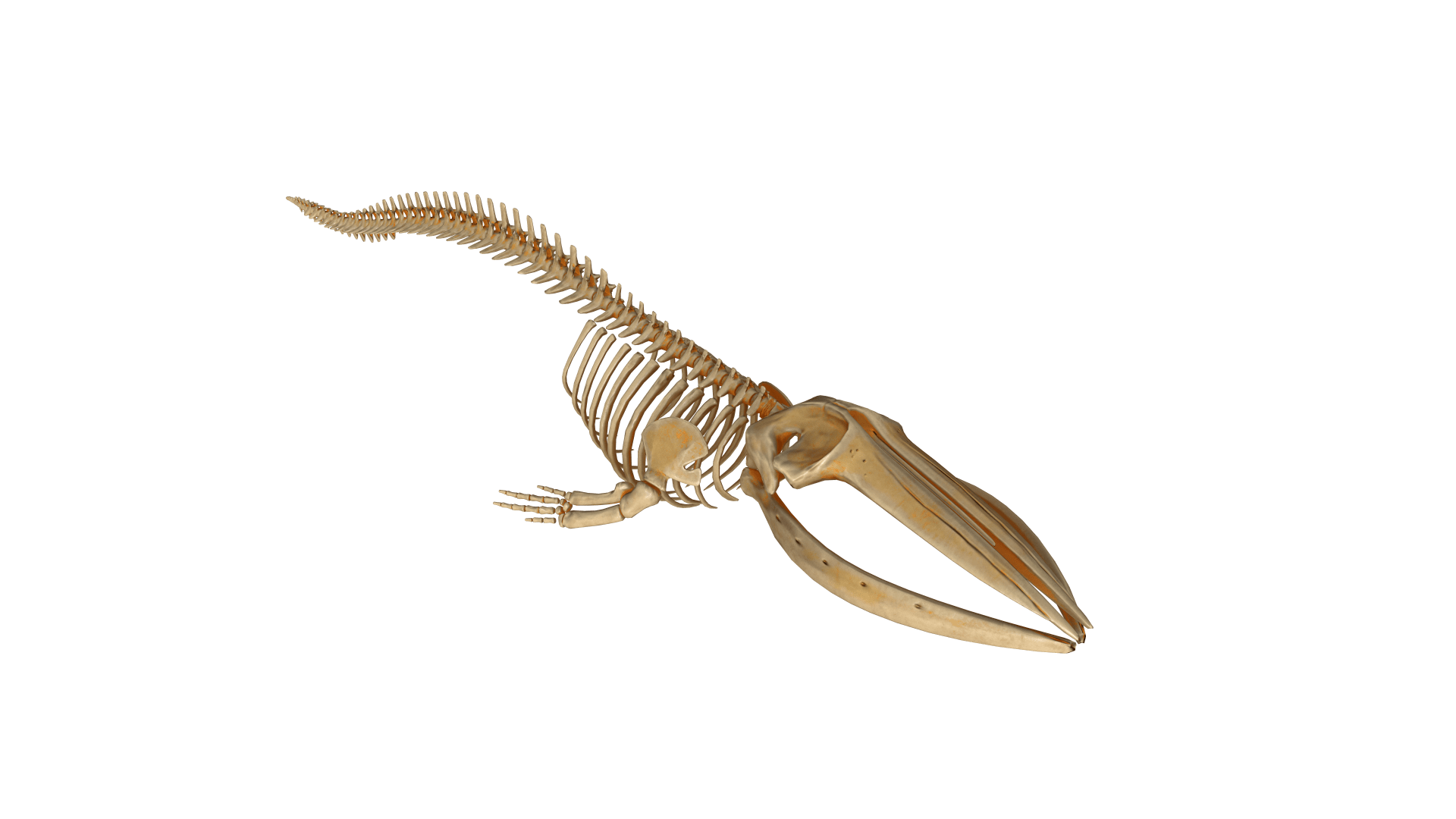 Fin whale skeleton photo