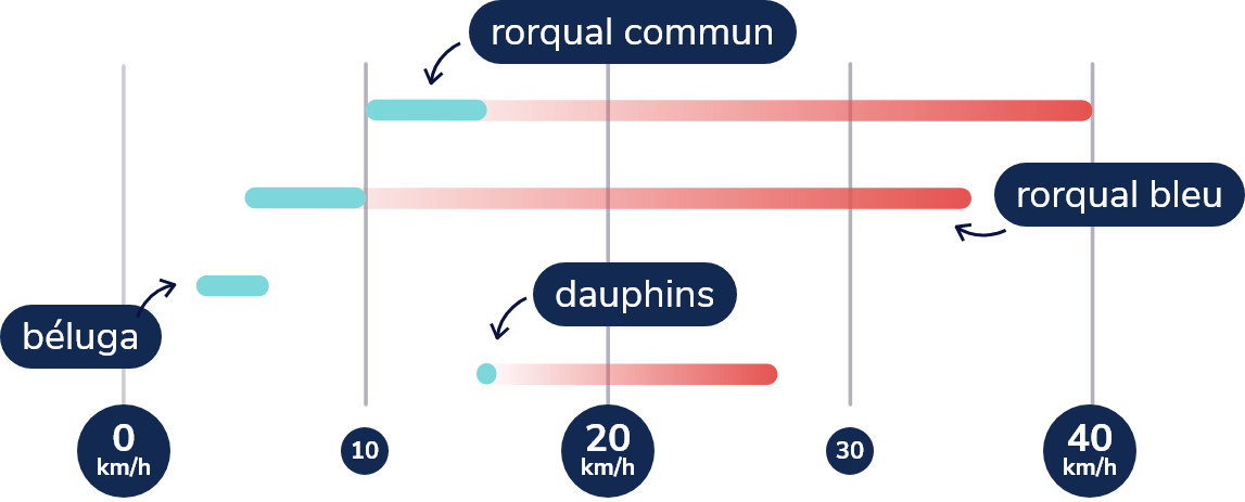 Rorqual commun: 10-15 km/h, jusqu'à 40 km/h
Rorqual bleu: 5-10 km/h, jusqu’à 35 km/h
Béluga: 3-6 km/h
Dauphins: 15 km/h, sprint à 27 km/h